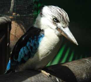 Unbekannter Vogel - vielleicht "lachender Hans"