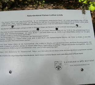 Kaiser-Lothar-Linde, Königslutter 