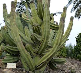 Tausende Kakteen im Park 