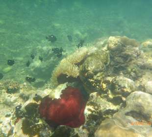 Aquarium nähe Paradiesbucht im Süden
