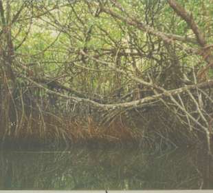 Mangroventour am Bentota Fluss