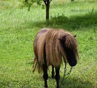 Museum und Park von Jan Kochanowski