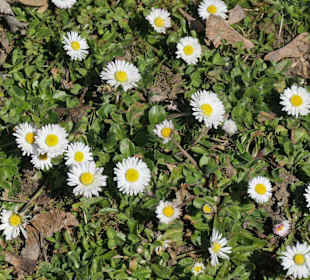Frühlingserwachen im Fichtelsgarten