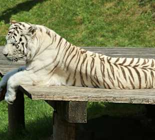 Kameltheater & Weißer Hof