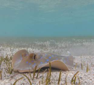 Schnorcheln Marsa Alam