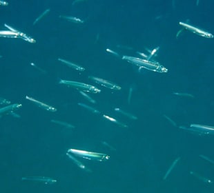 Im Fischschwarm...