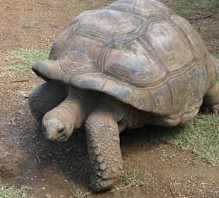 La Vanille Crocodile Park