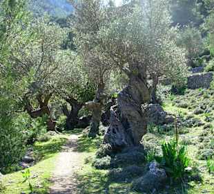 Uralte Olivenbäume am Weg