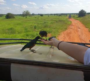 Wir hatten auch die Möglichkeit, Vögel per Hand zu