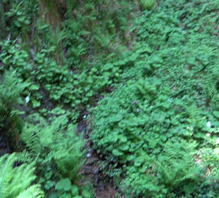 Griesbacher Wasserfälle Bad Griesbach