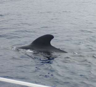 Wal hautnah, man möchte am liebsten ins Wasser