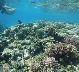 Riff. Hotel Prima Life Makadi Bay