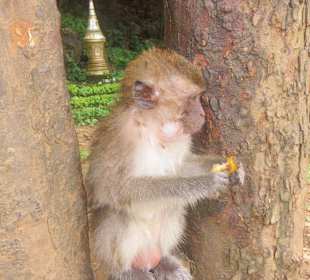 Besuch beim Affenfelsen Khao Sok Tour