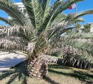 Am Zenith-Platz direkt Strand