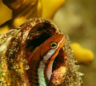 Tauchbasis Freedom Divers Safaga