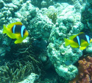 SimSim Rotes Meer Mai 2017