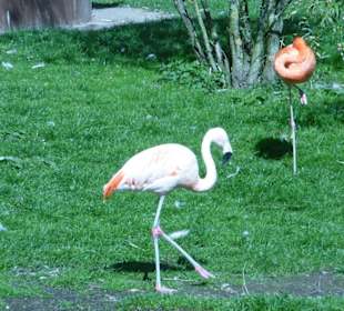 Chileflamingo