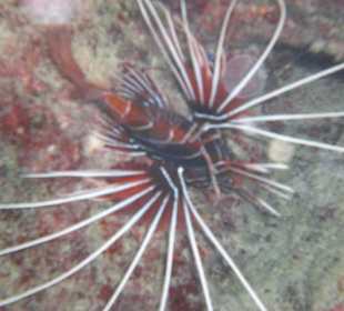 Roter Strahlenfeuerfisch