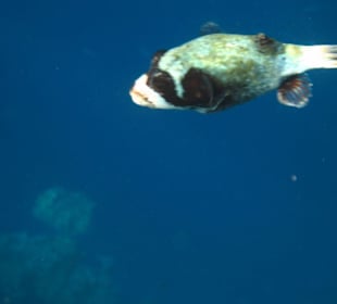 Masken-Kugelfisch