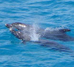 Delphine bei Dolphin - Tour