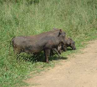 Warzenschweine voraus