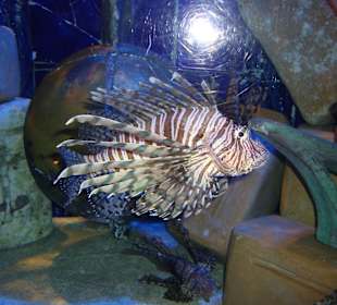 Aquarien im Lost Chambers