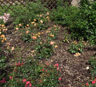 Historische Stadtmauer