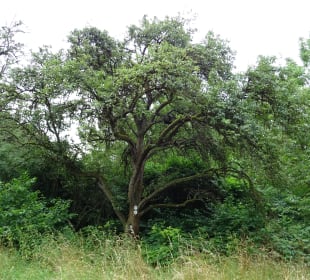 Im und ums Tapachtal