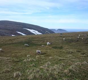 Rentiere auf dem Weg zum Nordkap