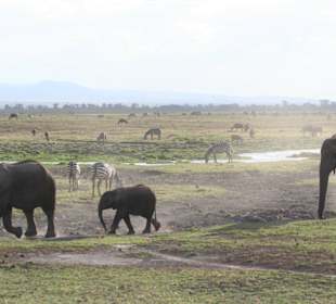 Amboseli