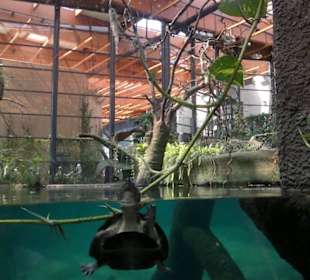 Część Afrykarium zwana Kongo