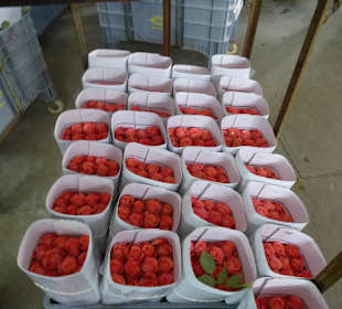 Bereit zum Export in alle Länder dieser Welt