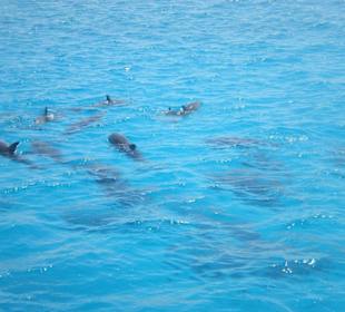Delfine beim Ausflug zur blauen Lagune