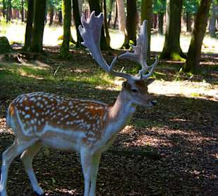 Für die Kamera in Pose