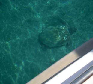 Caretta Caretta vom Boot aus