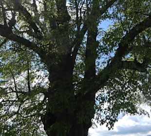 Naturdenkmal Klafertlinde