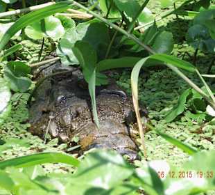 Kaiman während der Bootstour