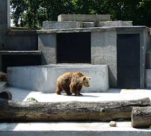 Niedźwiedź