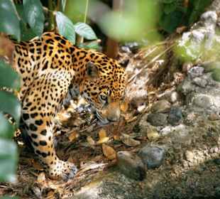 Cockscomb Basin Wildlife Sanctuary