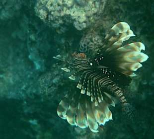 Rafa przy pomoście "Stella"