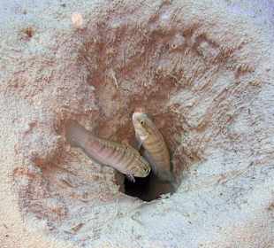 Podwodne życie w Abu Dabab