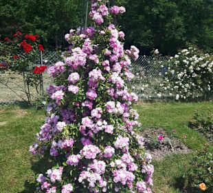 Rosenneuheitengarten