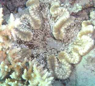 Tolle Unterwasserwelt