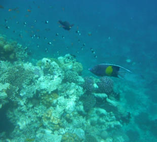 Hausriff Arabia Azur