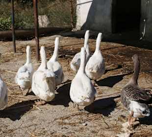 Jeep Safari - Stop auf Bauernhof Taurus Gebirge