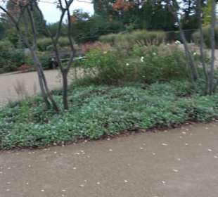 Rosengarten