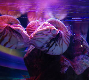 Seaworld im Olympiapark