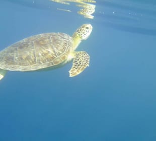 Schildkröte am Hausriff