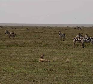 Gepard und Zebras