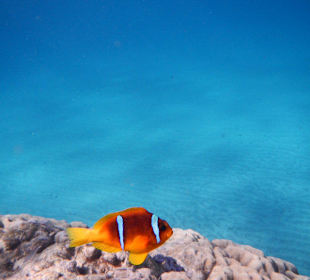 Fisch